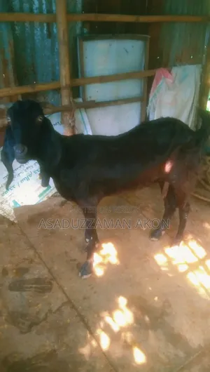 A Haryana Cross Goat for Sale