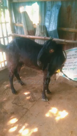 A Haryana Cross Goat for Sale