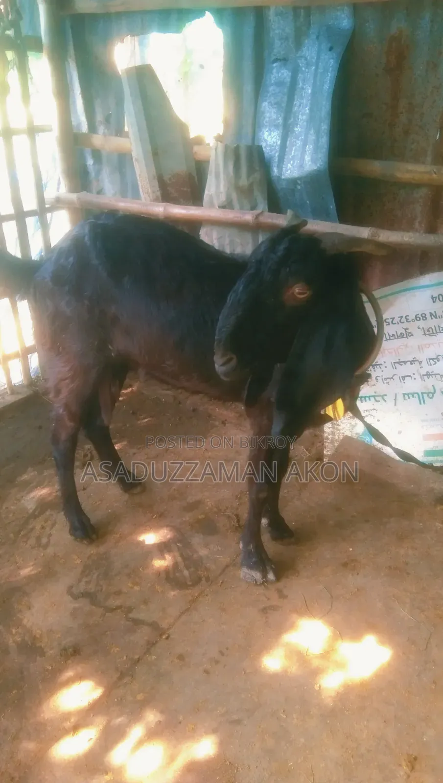 A Haryana Cross Goat for Sale