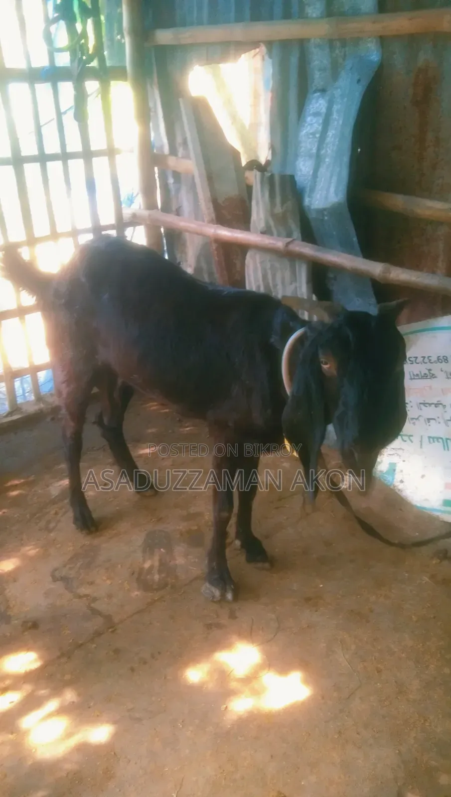 A Haryana Cross Goat for Sale