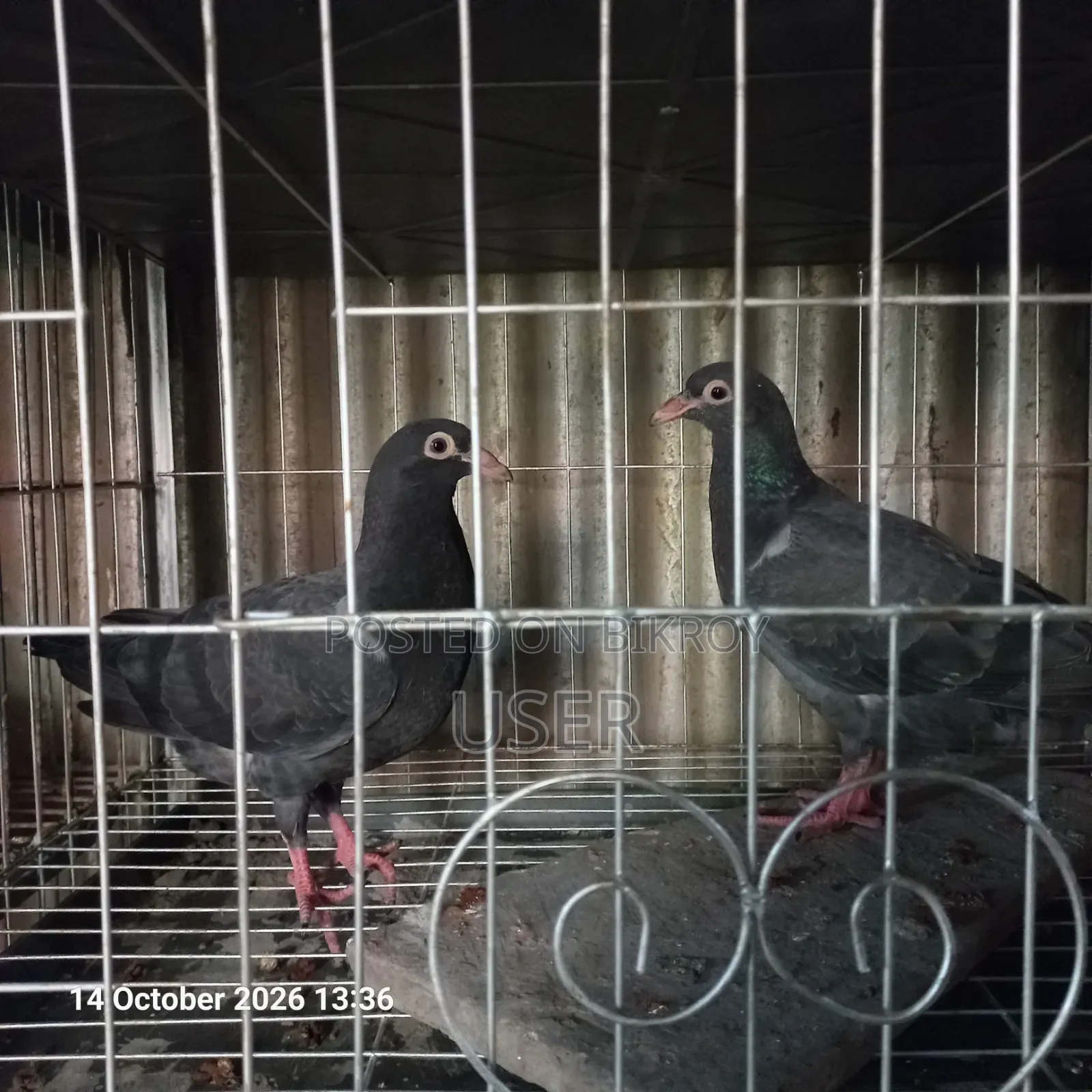 Pigeon for Sale