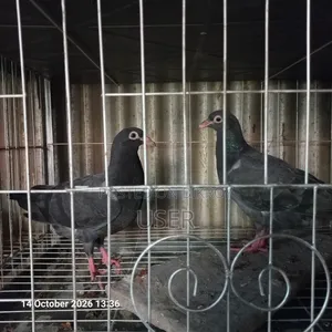 Pigeon for Sale