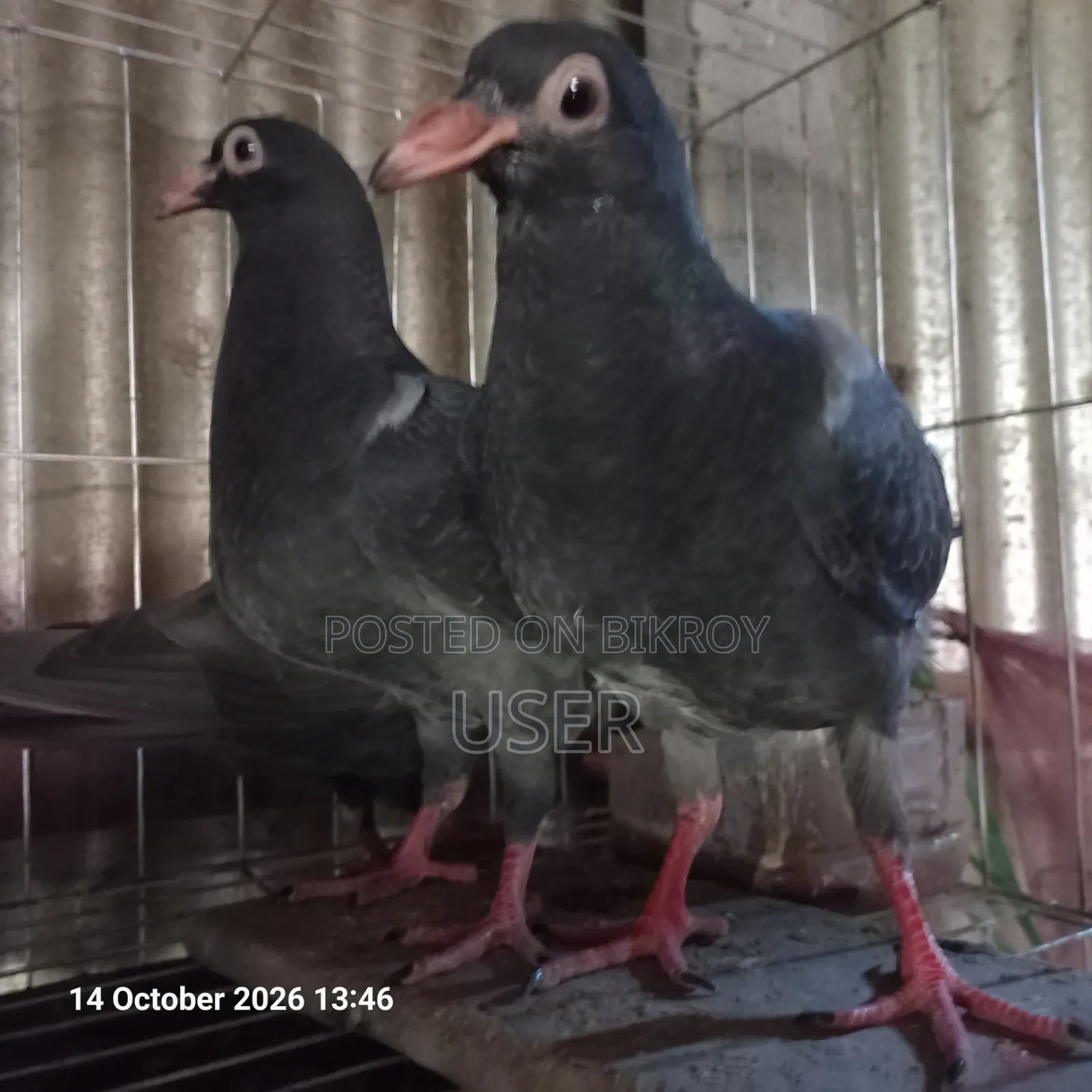 Pigeon for Sale