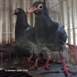 Pigeon for Sale
