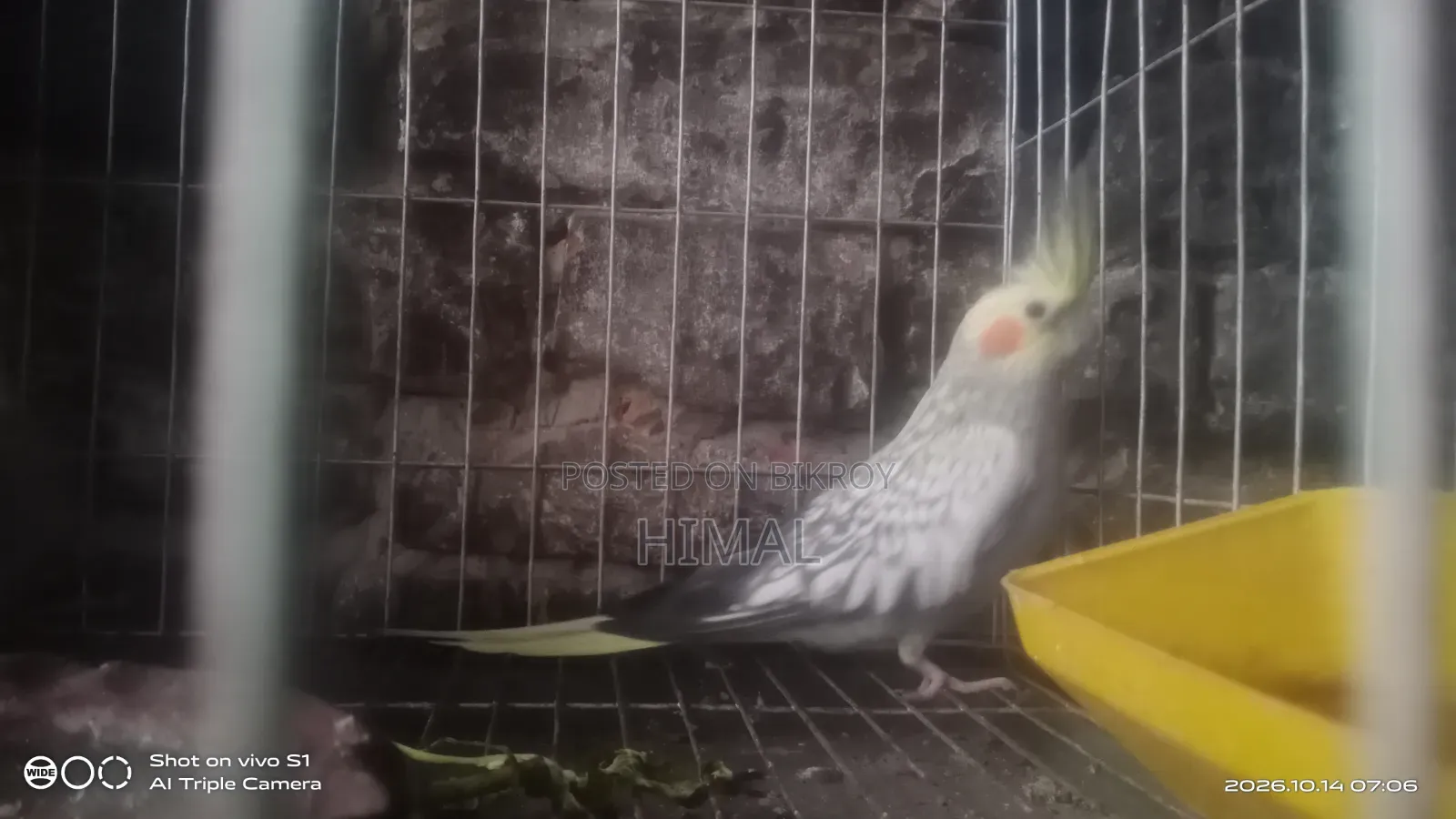 Cockatiel Bird 1 Pair Full Setup