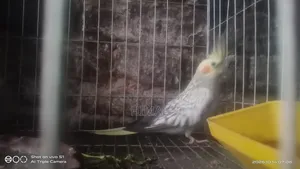 Cockatiel Bird 1 Pair Full Setup