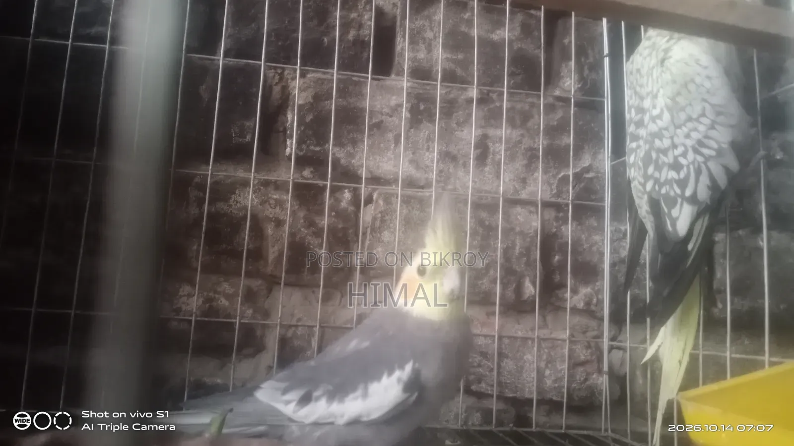 Cockatiel Bird 1 Pair Full Setup