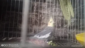 Cockatiel Bird 1 Pair Full Setup