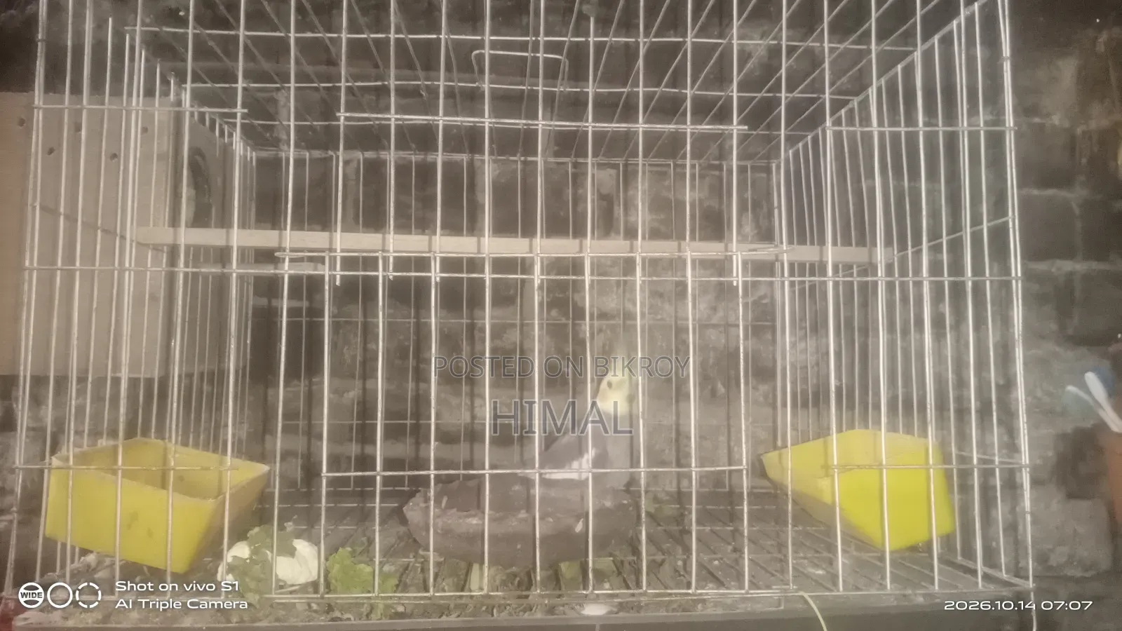 Cockatiel Bird 1 Pair Full Setup