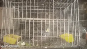 Cockatiel Bird 1 Pair Full Setup