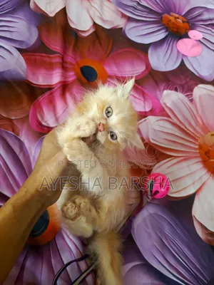 1-3 months Male Purebred Persian