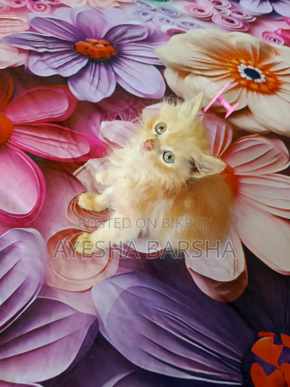 1-3 months Male Purebred Persian