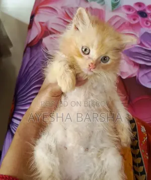1-3 months Male Purebred Persian