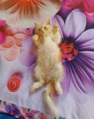 1-3 months Male Purebred Persian