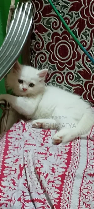 ১-৩ মাসের ফিমেল পিওরব্রেড পার্সিয়ান