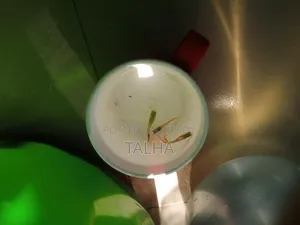 Guppy Fish Baby