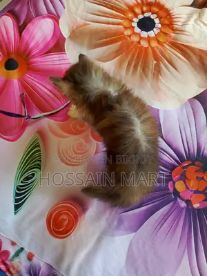 ১-৩ মাস বয়সী ফিমেল পিউরব্রেড পার্সিয়ান