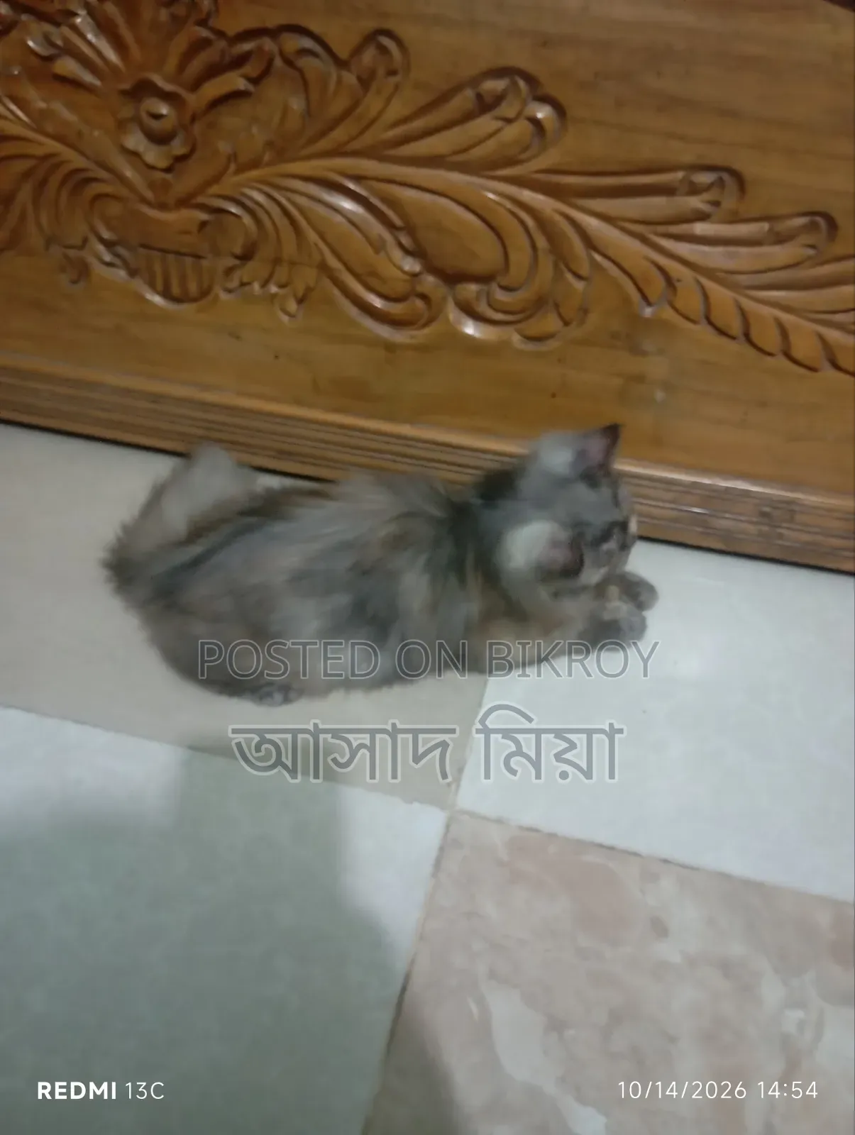 ০-১ মাস বয়সী ফিমেল পিউরব্রেড পার্সিয়ান