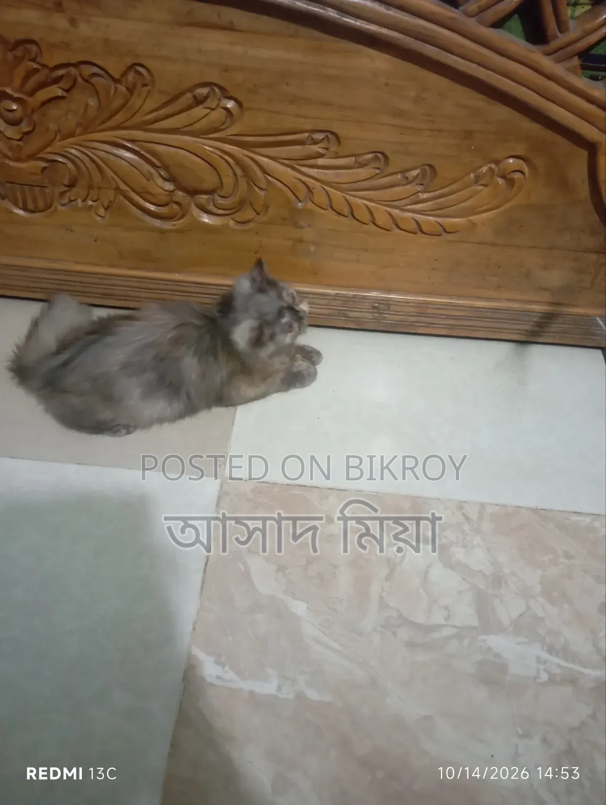 ০-১ মাস বয়সী ফিমেল পিউরব্রেড পার্সিয়ান