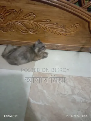 ০-১ মাস বয়সী ফিমেল পিউরব্রেড পার্সিয়ান