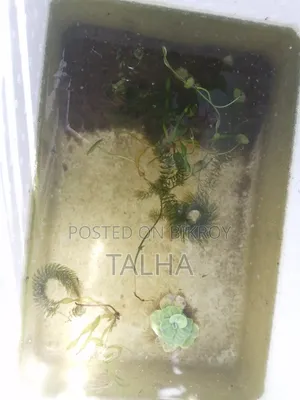 গাপ্পি মাছের বাচ্চা