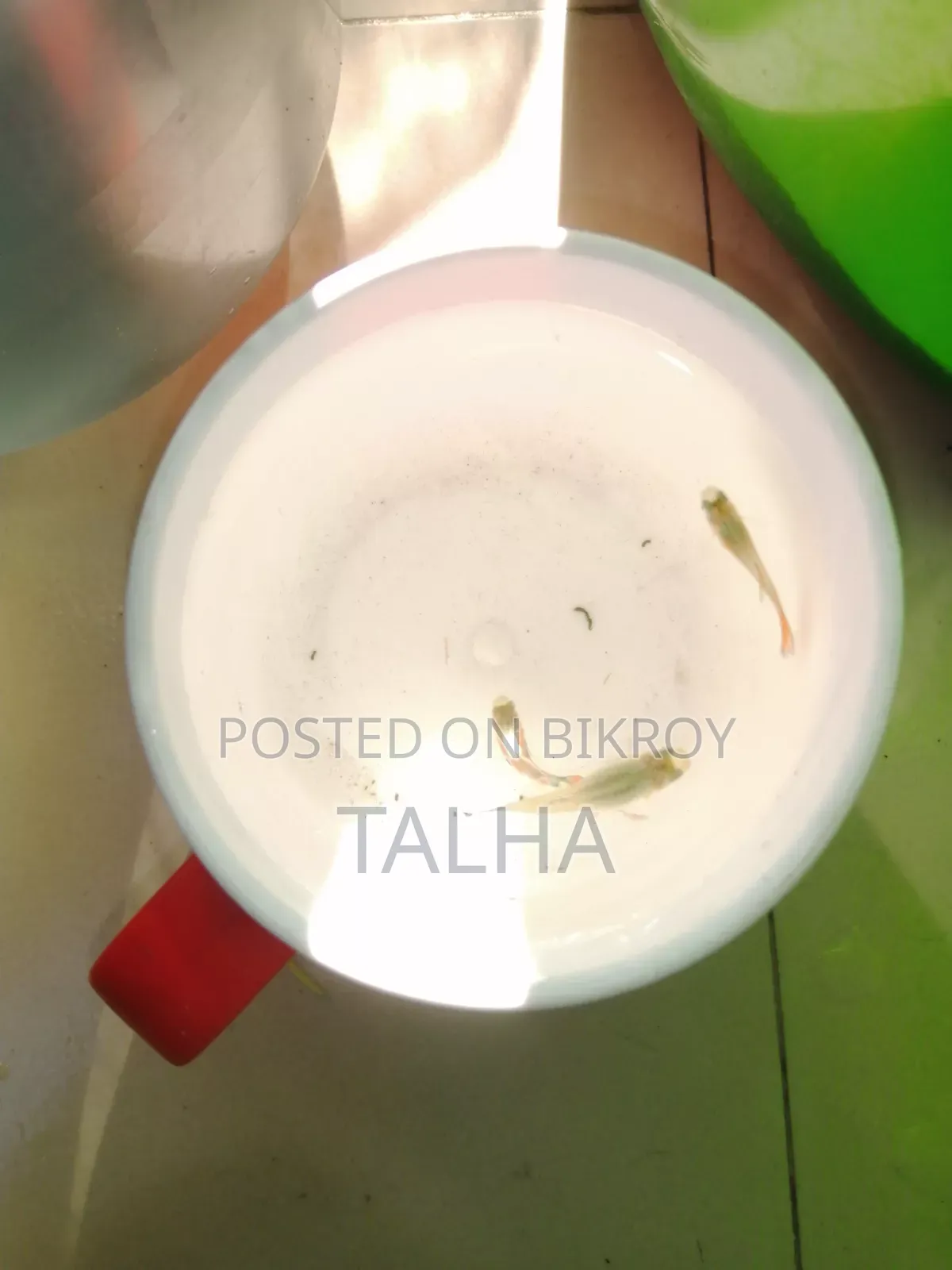 গাপ্পি মাছের বাচ্চা