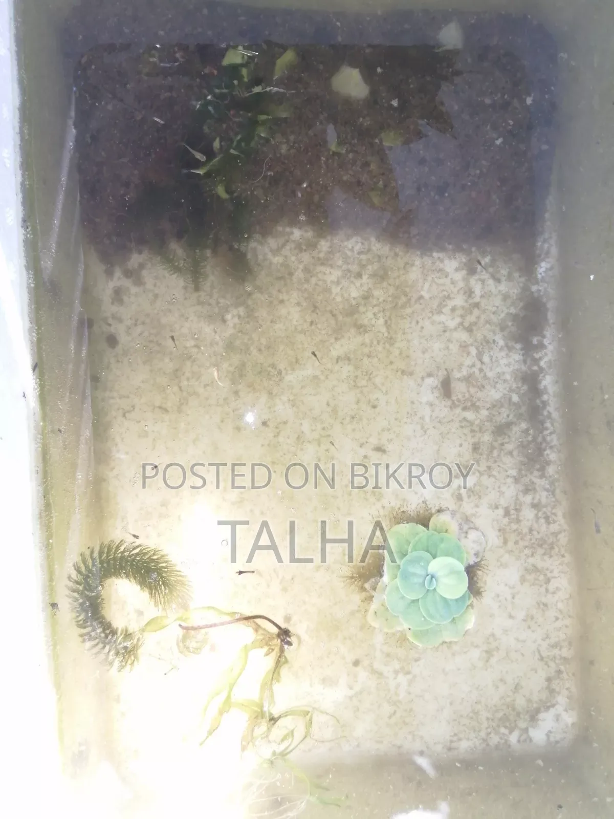 গাপ্পি মাছের বাচ্চা
