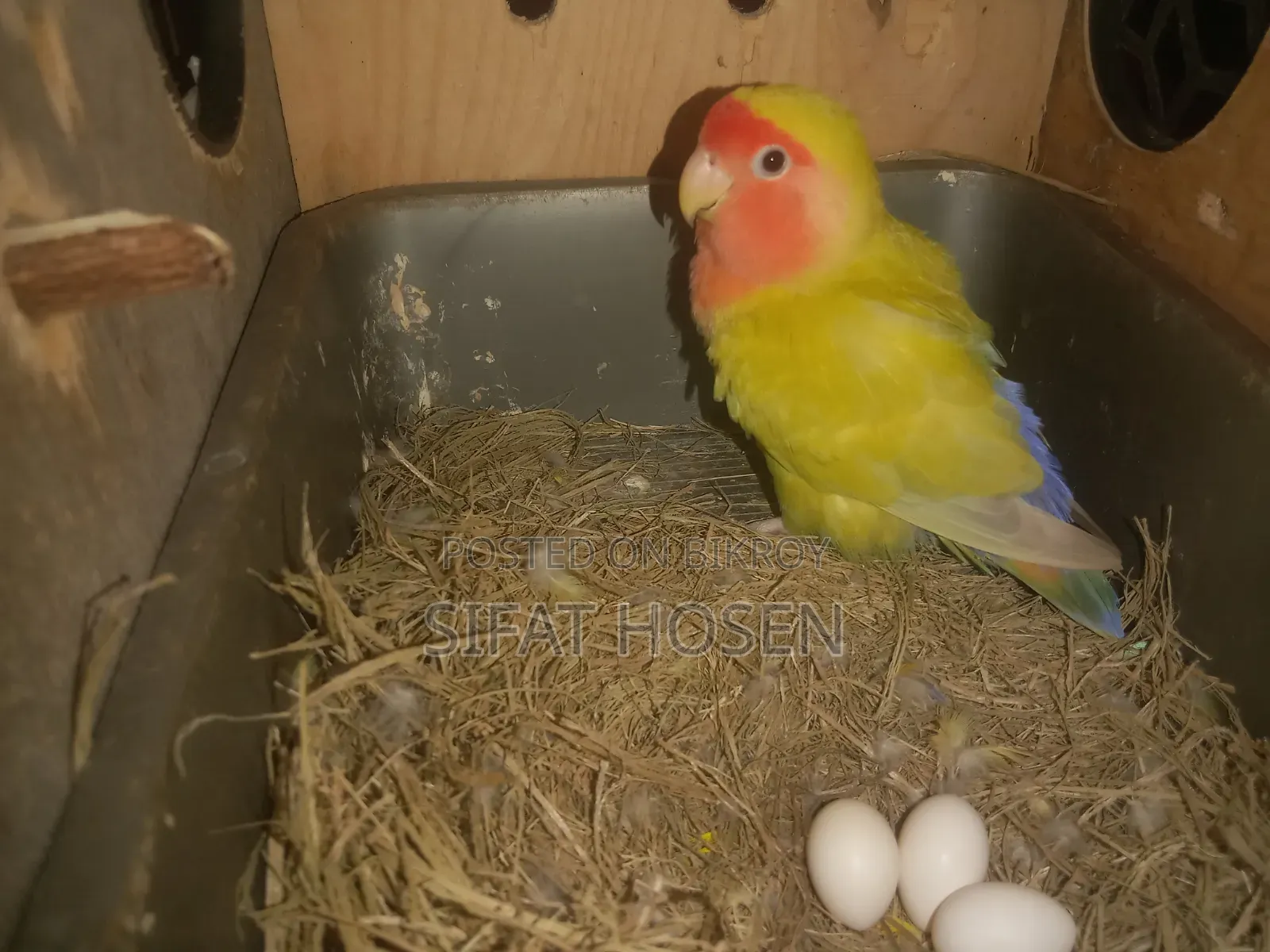 Running Lovebirds with eggs for sale