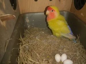 Running Lovebirds with eggs for sale