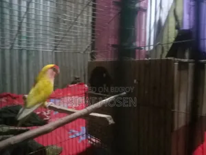 Running Lovebirds with eggs for sale