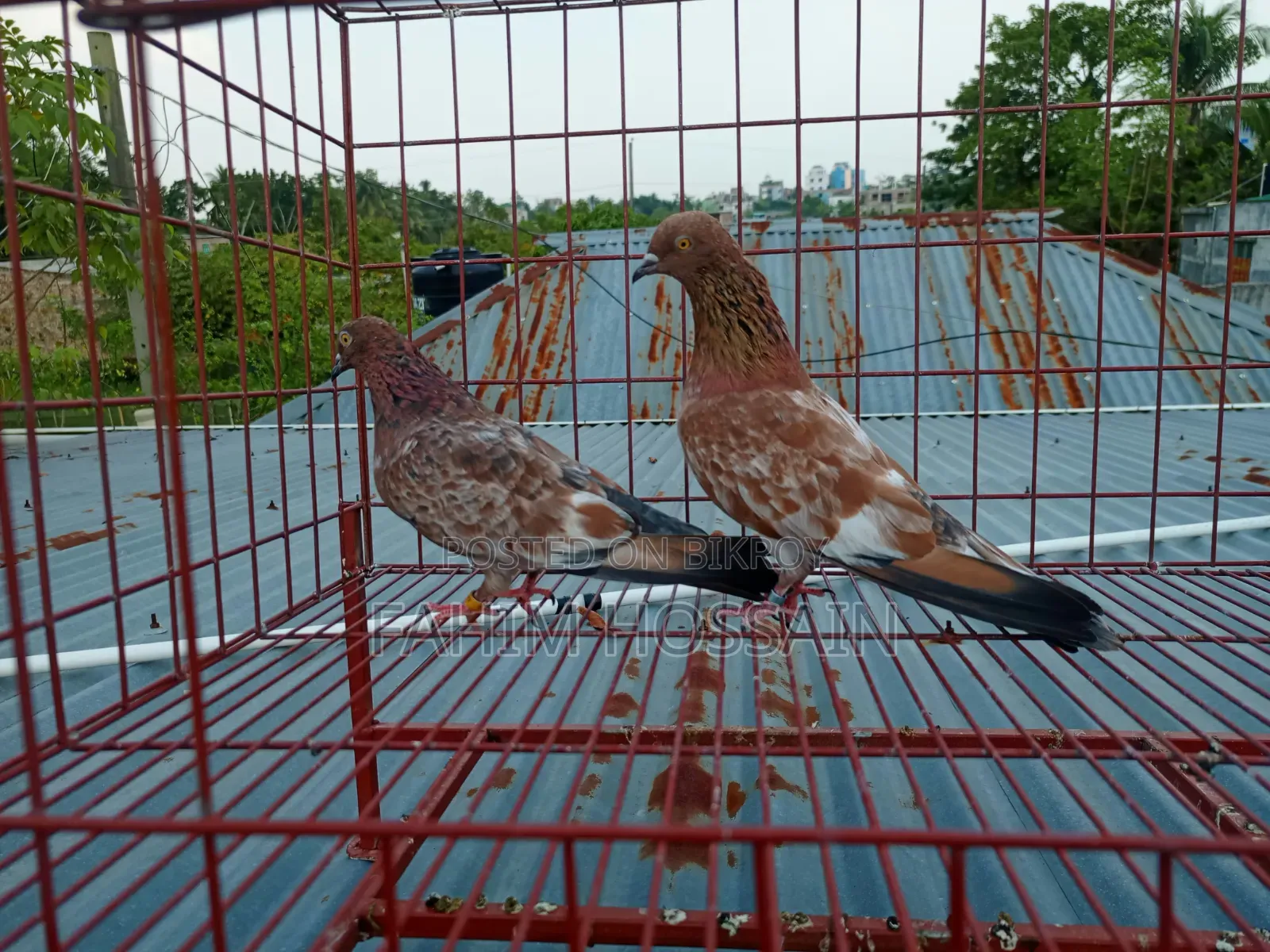 Pigeons for sale