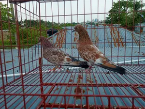 Pigeons for sale