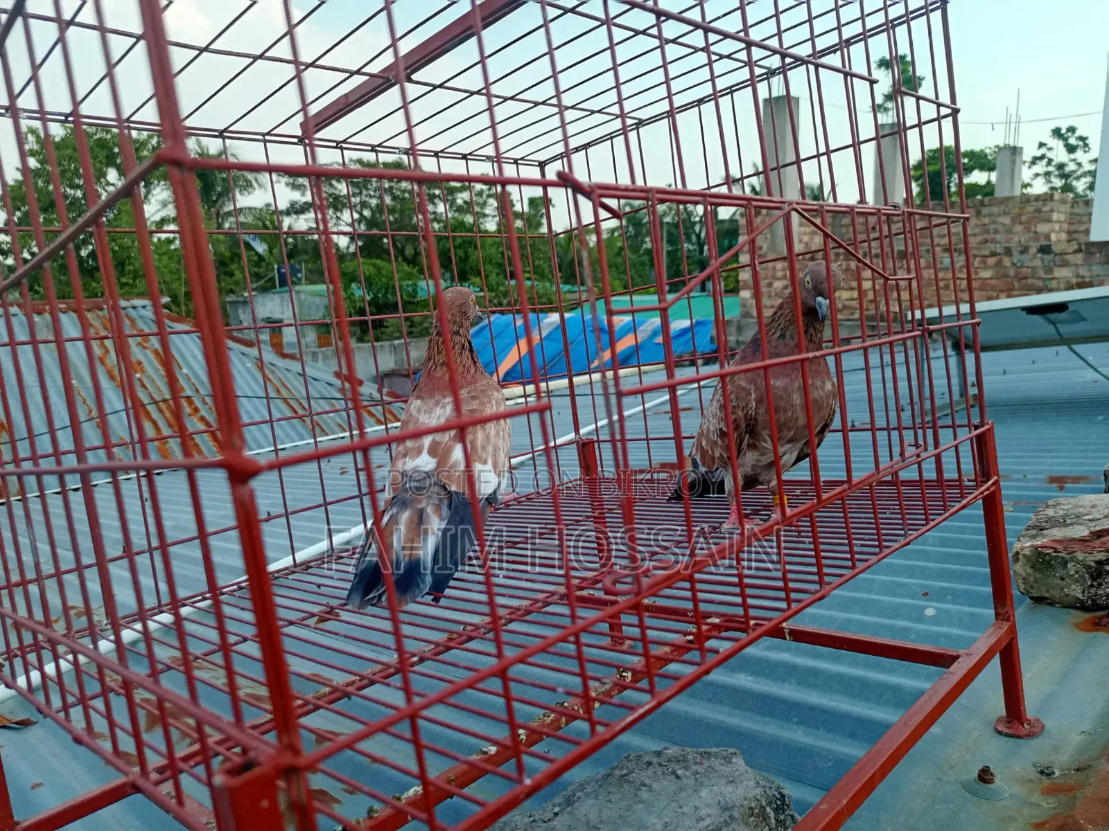 Pigeons for sale