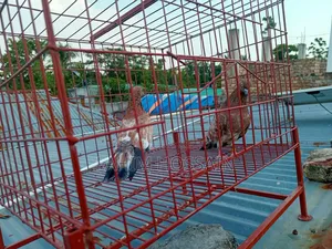 Pigeons for sale