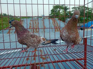 Pigeons for sale