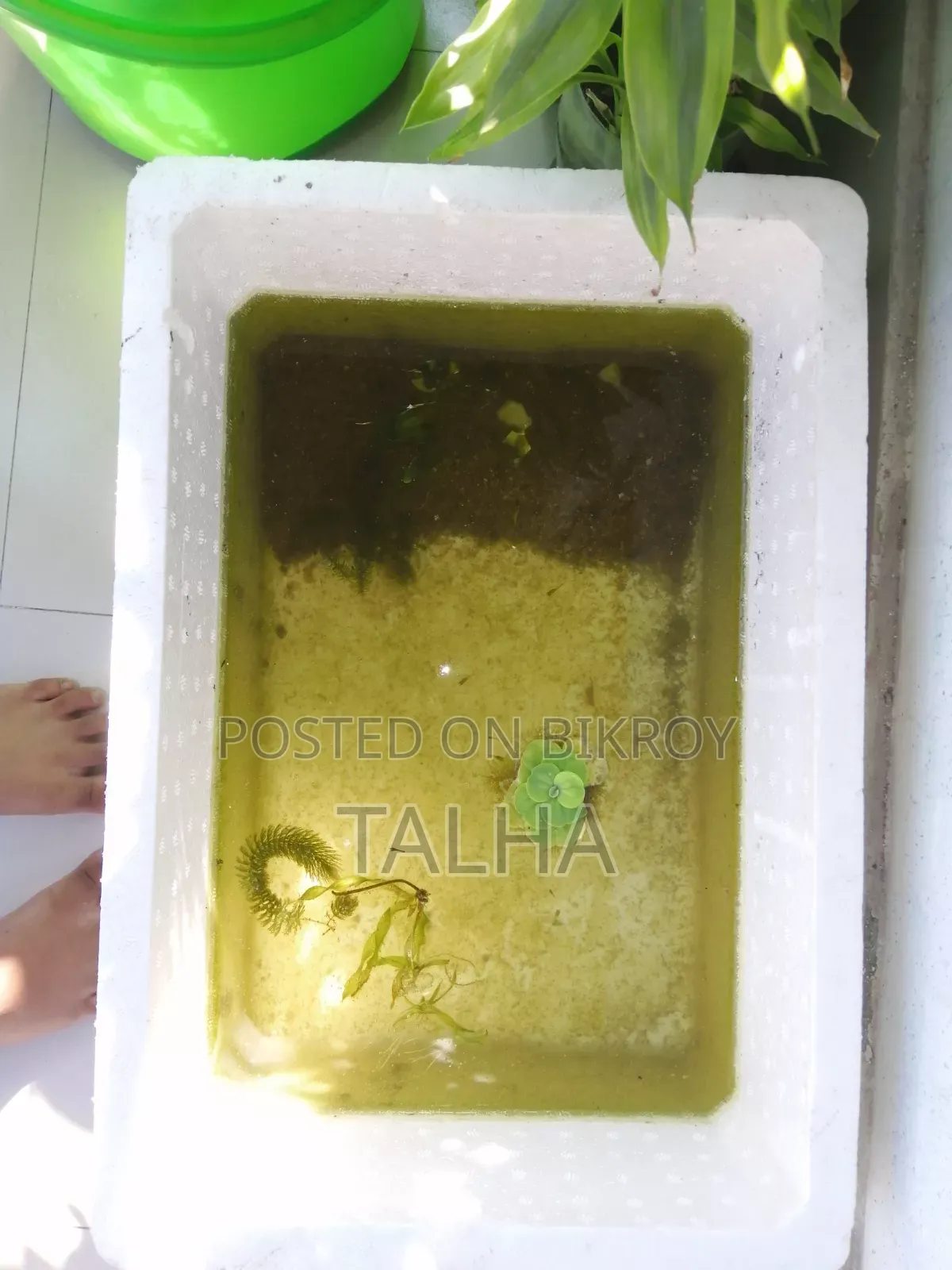 গাপ্পি মাছের বাচ্চা