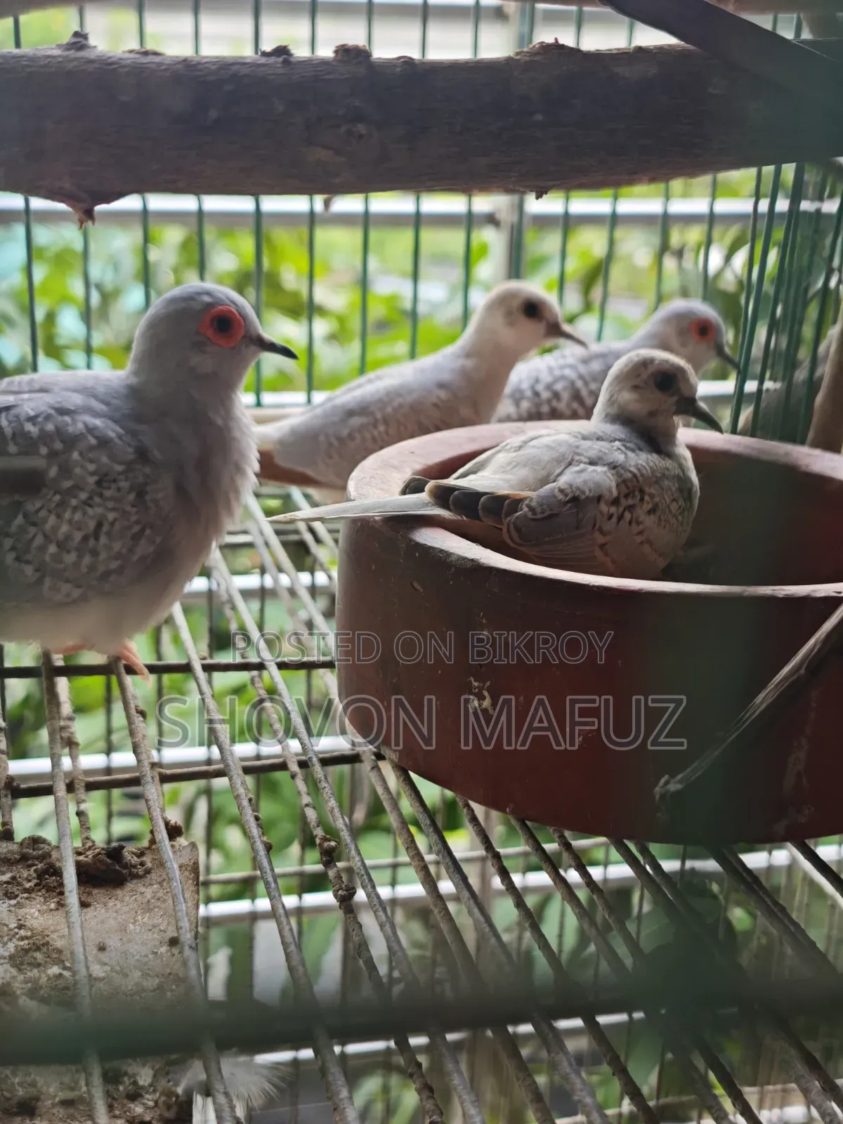 Diamond Dove Bird Baby/Semi Adult /New Adult