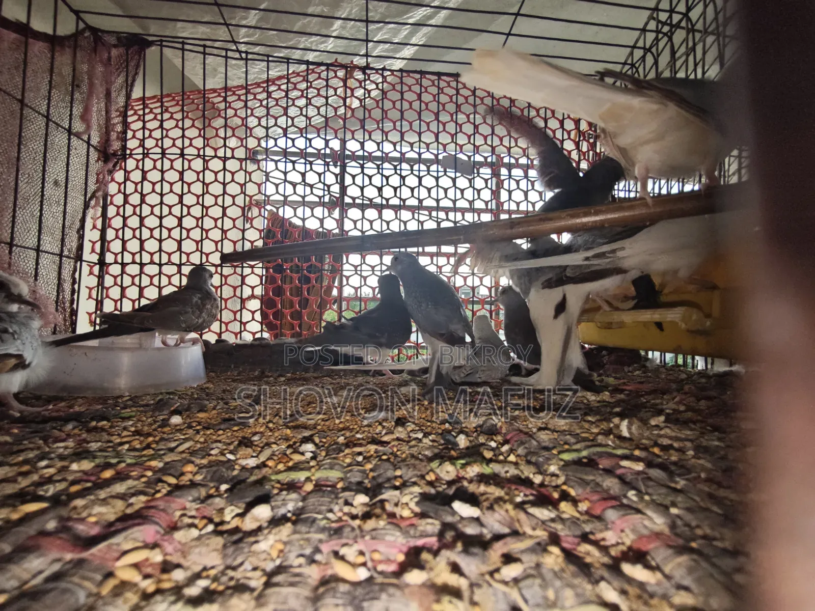 Diamond Dove Bird Baby/Semi Adult /New Adult