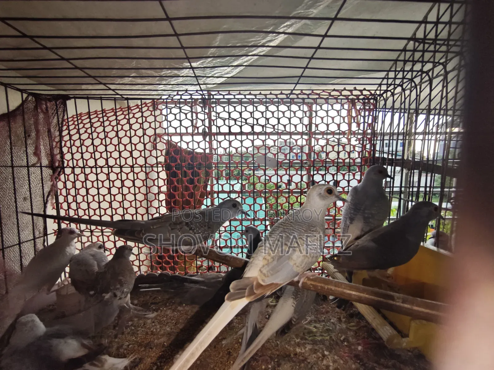 Diamond Dove Bird Baby/Semi Adult /New Adult