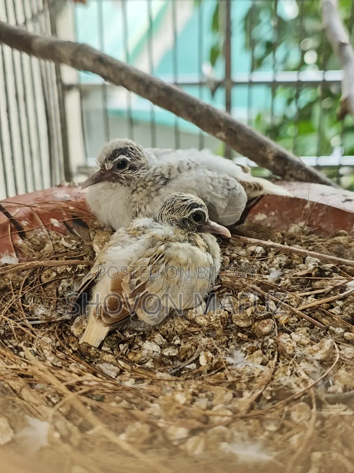 Diamond Dove Bird Baby/Semi Adult /New Adult