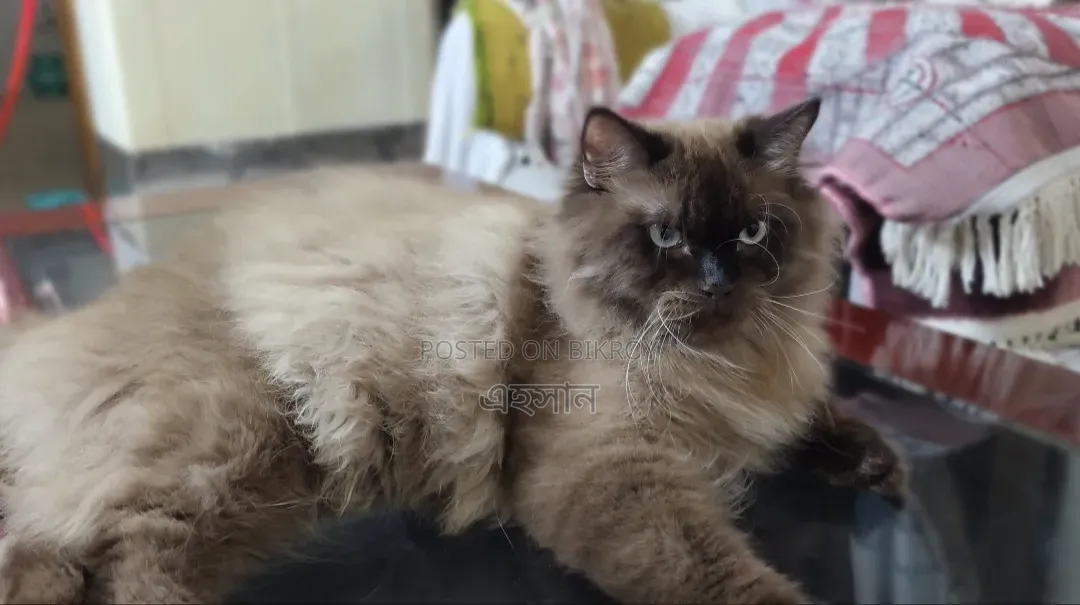 ১+ বছরের পুরুষ খাঁটি হিমালয়ান বিড়াল