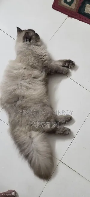 ১+ বছরের পুরুষ খাঁটি হিমালয়ান বিড়াল