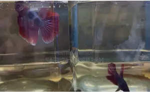 সুপার রেড বেটা ফিশ হাফমুন