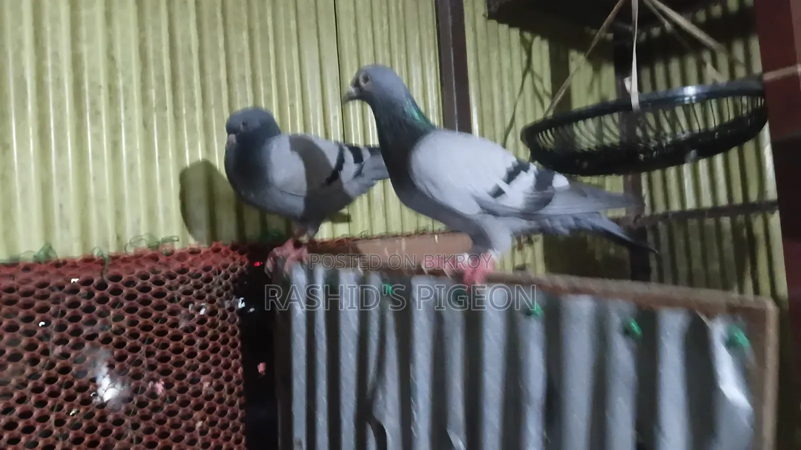 Pigeons for Sale