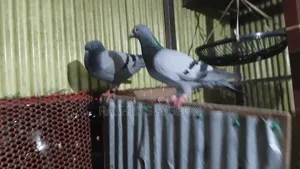Pigeons for Sale