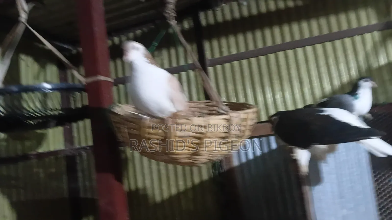 Pigeons for Sale