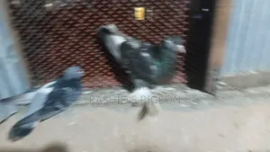 Pigeons for Sale