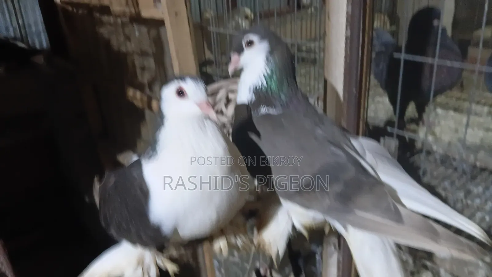 Pigeons for Sale