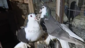 Pigeons for Sale