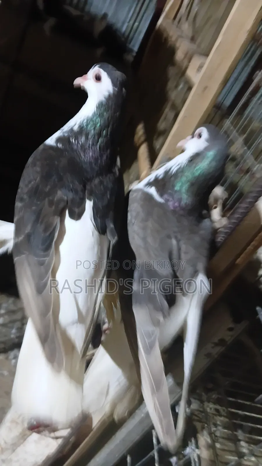 Pigeons for Sale
